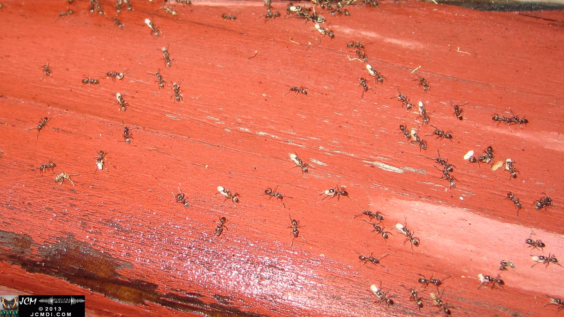 Save the Larvae! Argentine Ants abondoning flooded nest